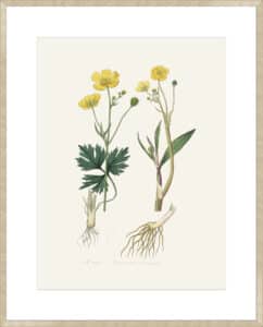 Lesser Spearwort (ranunculus Flammula) Medical Botany - 10cm Mount Board Sm. Box Champagne 