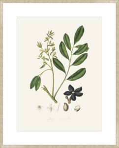 Lualsia Simarula Medical Botany - 10cm Mount Board Sm. Box Champagne 