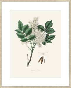 Manna Ash (fraxinus Ornus) Medical Botany - 10cm Mount Board Sm. Box Champagne 