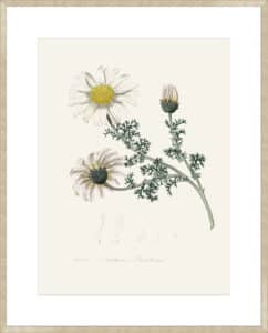 Mount Atlas Daisy (anthemis Pyrethrum) Medical Botany - 10cm Mount Board Sm. Box Champagne 