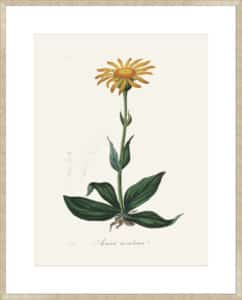 Mountain Arnica (arnica Montana) Medical Botany - 10cm Mount Board Sm. Box Champagne 