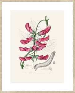 Mucuna Pruriens (dolichos Pruriens) Medical Botany - 10cm Mount Board Sm. Box Champagne 