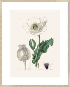 Opium Poppy (papaver Somniferum) Medical Botany - 10cm Mount Board Sm. Box Champagne 