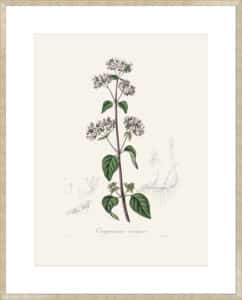 Oregano (origanum Vulgare) Medical Botany - 10cm Mount Board Sm. Box Champagne 