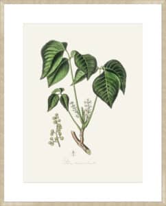 Poison Ivy (rhus Toxicodendron) Medical Botany - 10cm Mount Board Sm. Box Champagne 