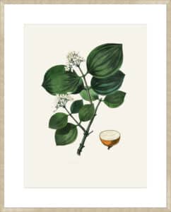Poison Nu (strychnos Nux Vomica) Medical Botany - 10cm Mount Board Sm. Box Champagne 