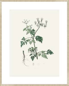 Poison Parsley (aethusa Cynapium) Medical Botany - 10cm Mount Board Sm. Box Champagne 