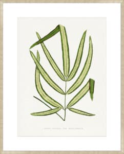 Pteris Cretica Leaf - 10cm Mount Board Sm. Box Champagne 