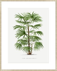Rhapis - 10cm Mount Board Sm. Box Champagne 