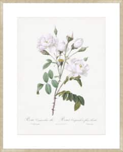 Rosa Gallica Pontiana II - 10cm Mount Board Sm. Box Champagne 