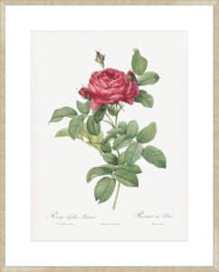 Rosa Gallica Pontiana I - 10cm Mount Board Sm. Box Champagne 