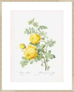 Rosa Hemisphaerica - 10cm Mount Board Sm. Box Champagne 
