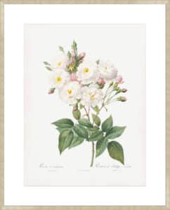 Rosa Noisettiana - 10cm Mount Board Sm. Box Champagne 