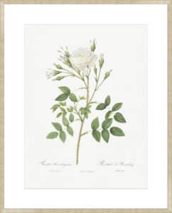 Rose of Rosenberg - 10cm Mount Board Sm. Box Champagne 