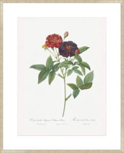 Rose of Van Eeden - 10cm Mount Board Sm. Box Champagne 