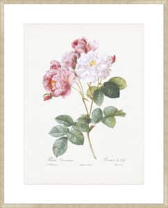 Rosebush - 10cm Mount Board Sm. Box Champagne 