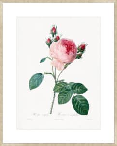 Rosier a Cent Feuilles - 10cm Mount Board Sm. Box Champagne 