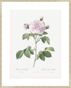 Royal White Rose - 10cm Mount Board Sm. Box Champagne 