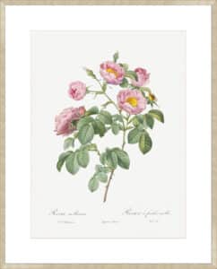 Semi Double Variety of Tomentose Rose - 10cm Mount Board Sm. Box Champagne 