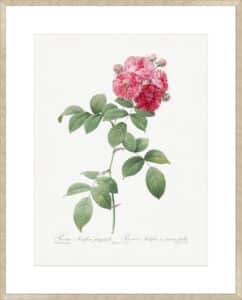 Seven Sisters Roses - 10cm Mount Board Sm. Box Champagne 