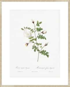 Silver Flowered Hispid Rose - 10cm Mount Board Sm. Box Champagne 