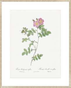 Sweetbriar Roses - 10cm Mount Board Sm. Box Champagne 