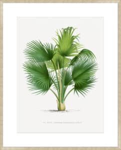 Thrinax - 10cm Mount Board Sm. Box Champagne 