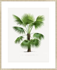 Trithrinax - 10cm Mount Board Sm. Box Champagne 