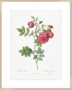 Turnip Roses - 10cm Mount Board Sm. Box Champagne 