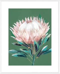 Single King Protea - 10cm Mount Board Box White