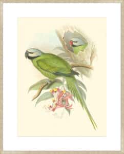 Small Birds of Tropics II - 10cm Mount Board Sm. Box Champagne 