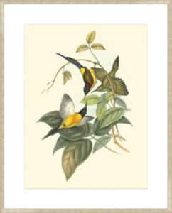 Small Birds of Tropics IV - 10cm Mount Board Sm. Box Champagne 