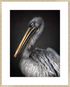  Pelican portrait - 10cm Mount Board Sm. Box Champagne 