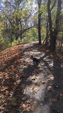 How To Take A Boston Terrier Hiking. Boston Terrier Society.