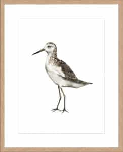 Sea Bird VI - 10cm Mount Board Lg. Box Natural
