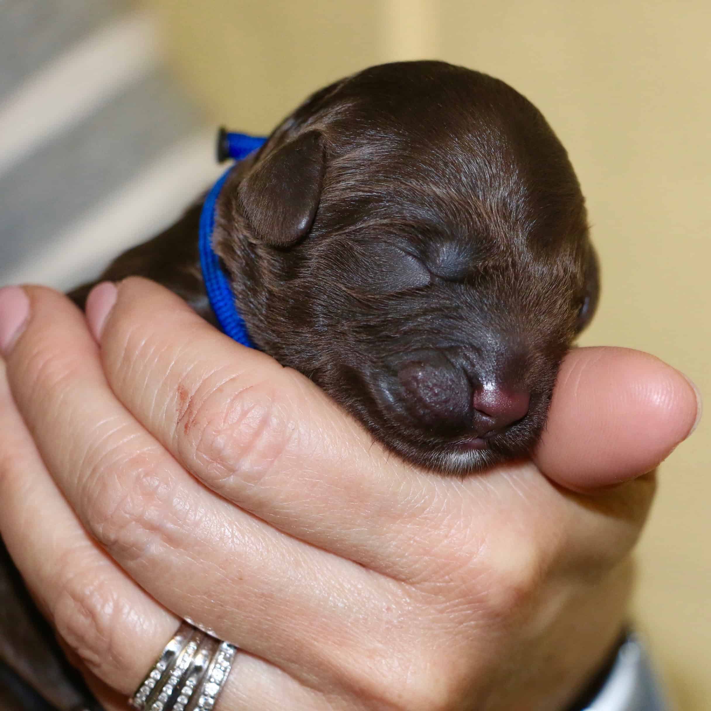 breeding program 2 | Good Day Doodles | Australian Labradoodles in North Carolina recently new born cafe colored australian labradoodle puppy being held in a hand