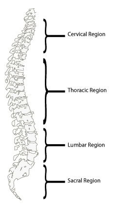 Spine