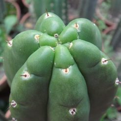 Buy Peyote Mescaline Freebase