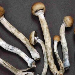 mazatapec mushrooms , mazatapec mushroom, ketamine for adhd​, iboga near me,alice mushrooms chocolate​,ceramic mushrooms, 1s lsd kaufen .