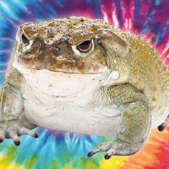 bufo alvarius toad for sale , bufo toad for sale, Toad venom strain, Toad venom strain price, bufo toads , bufo alvarius toad venom for sale .