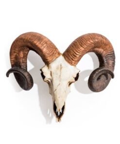 Natural Ram Skull Wall Head