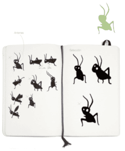 historia de la grimiga