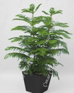 Araucaria Heterophylla Salon Çamı 2li C-SAK195