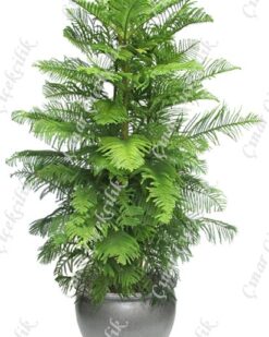 Araucaria Norfolk 2li Salon Camı C-SAK192