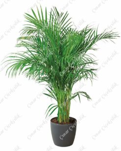 Big Areka Saksı Çiçeği C-SAK160