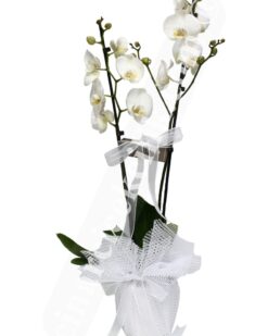 Beyaz İkili Orkide - Aynı Gün Hızlı Teslimat