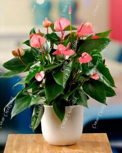 Büyük Antorium Pembe Şampiyon C-SAK119