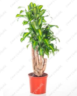 Çevik Massangeana Saksı Çiçeği C-SAK143