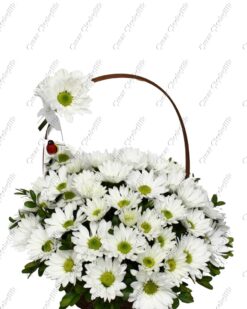 Saklı Düşler Papatya C-AR149