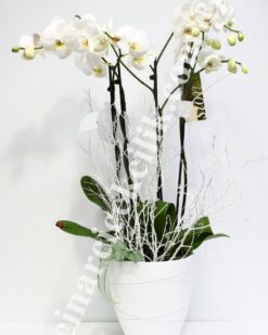 Beyaz Seramik İki Köklü Orkide